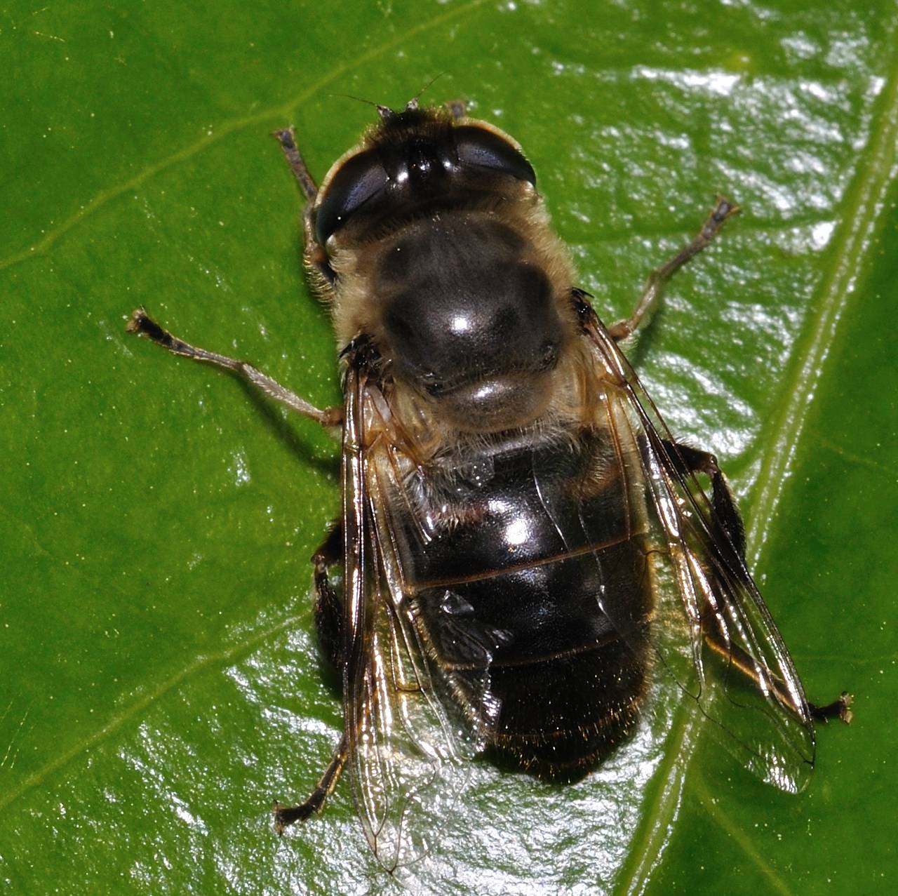 Eristalis